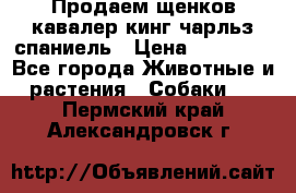 Продаем щенков кавалер кинг чарльз спаниель › Цена ­ 60 000 - Все города Животные и растения » Собаки   . Пермский край,Александровск г.